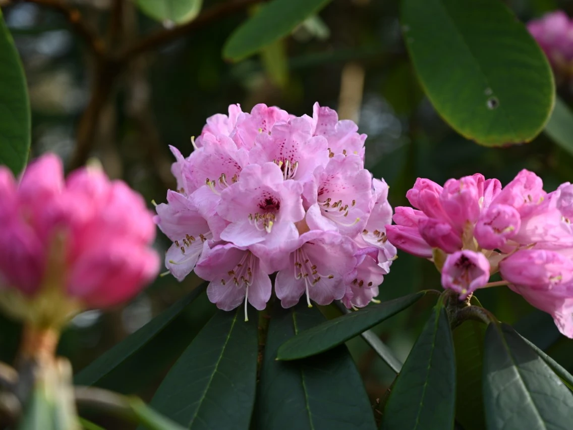 R. uvariifolium